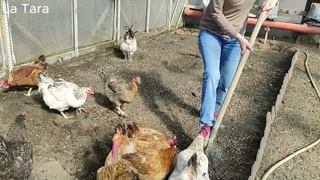 Săparea solului în solar. Combaterea dăunătorilor din sol cu ajutorul  găinilor