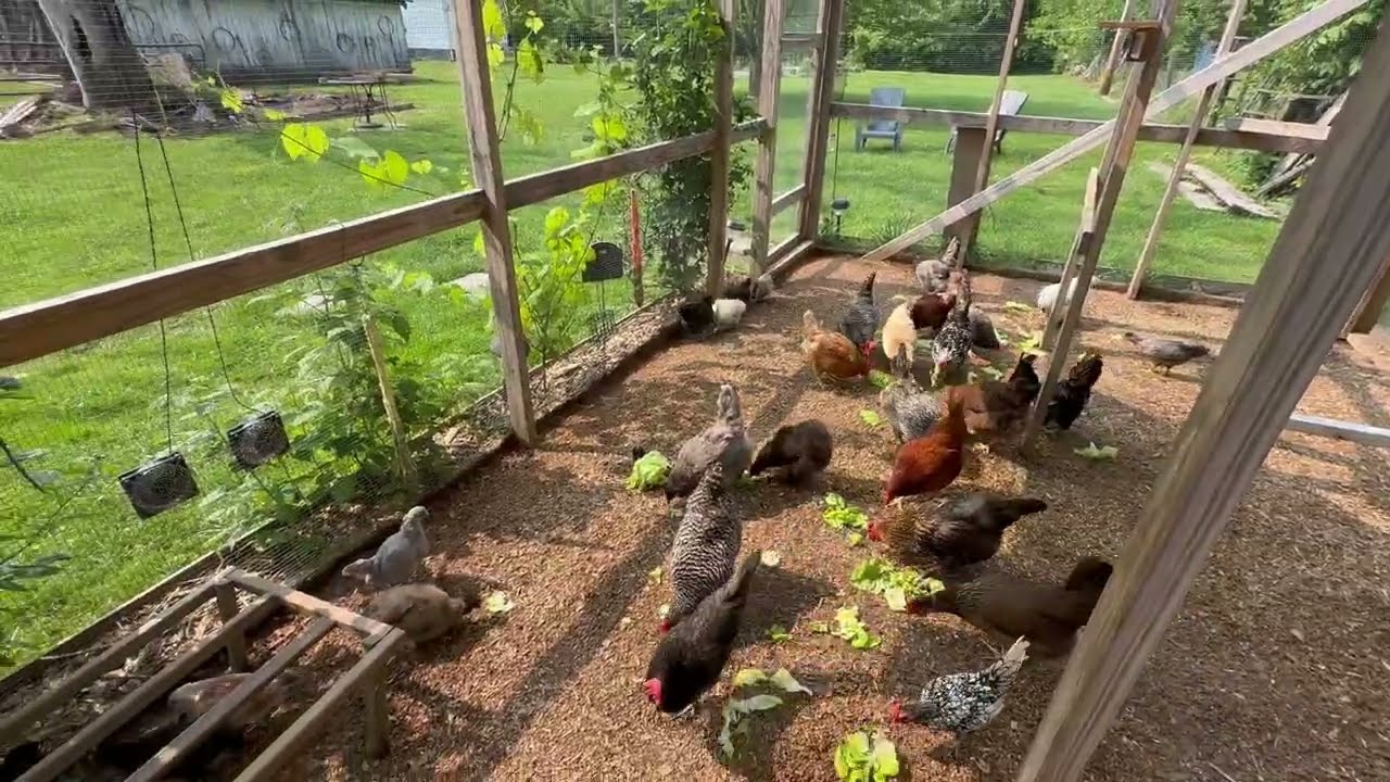 Integrating Baby Chicks into the Flock