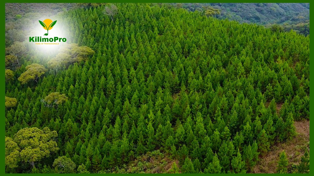 KILIMO CHA MITI, SHAMBA HEKTA 10,000, SONGEA, NJOMBE, MAFINGA, MAVUNO MIAKA 8, UTUNZAJI MAZINGIRA