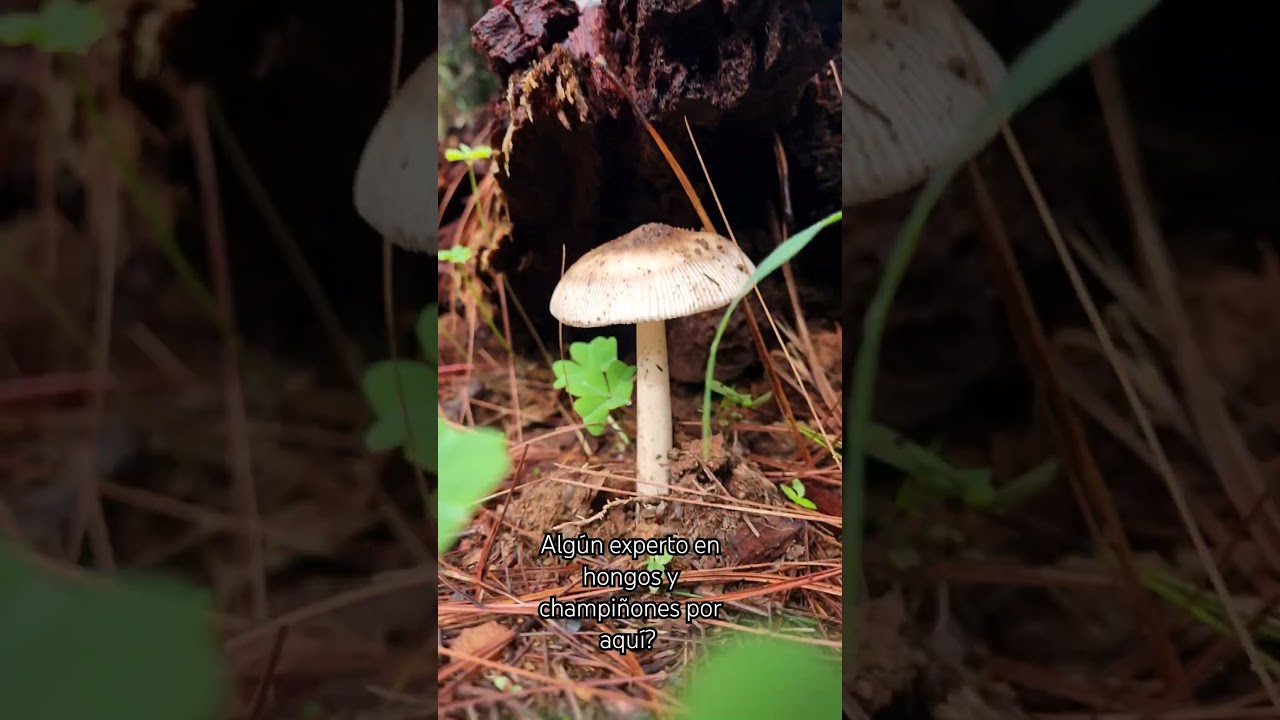 🍄Se come o no? 