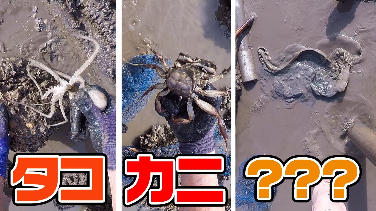 【父の潮干狩り】有明海とか山で全部手で掴む