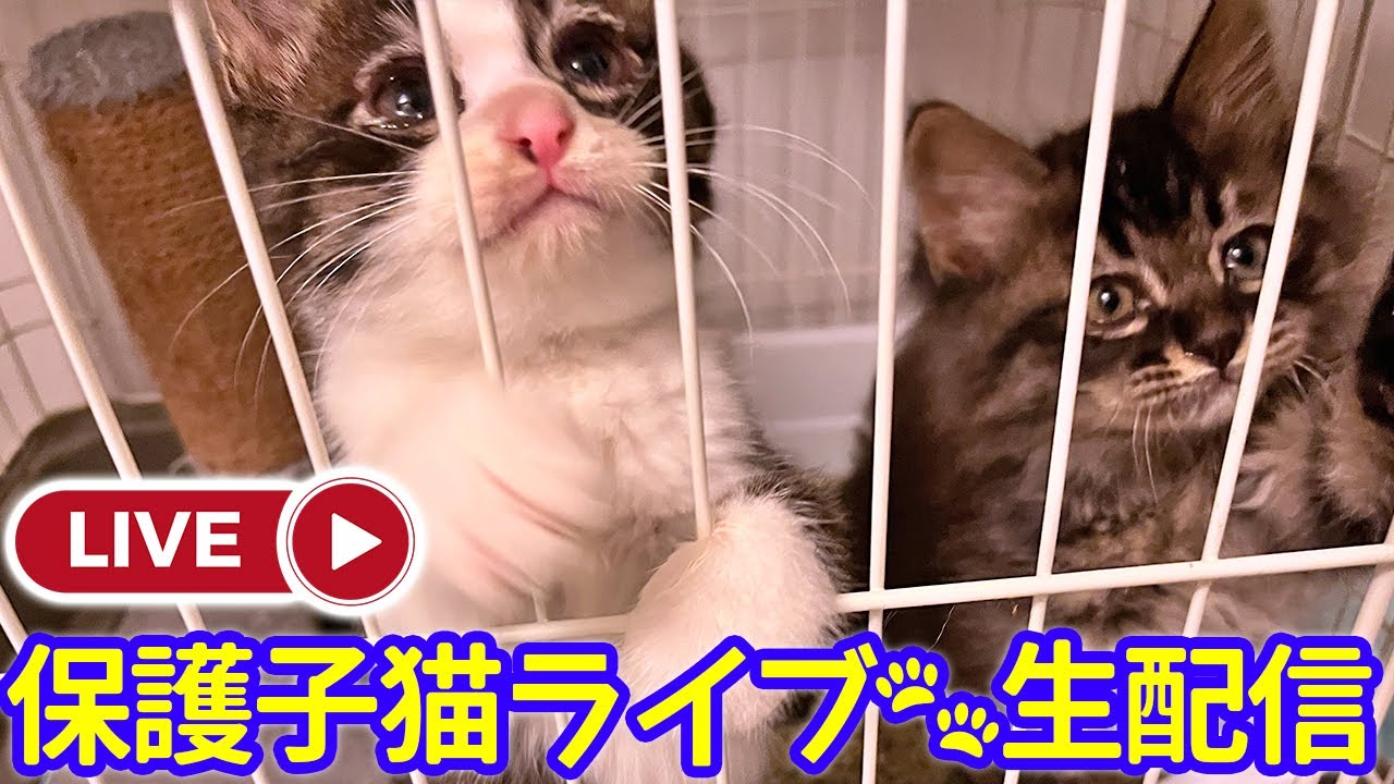 2022-6-12「保護子猫ライブ🐾😻生配信‼️」重要なお知らせも！
