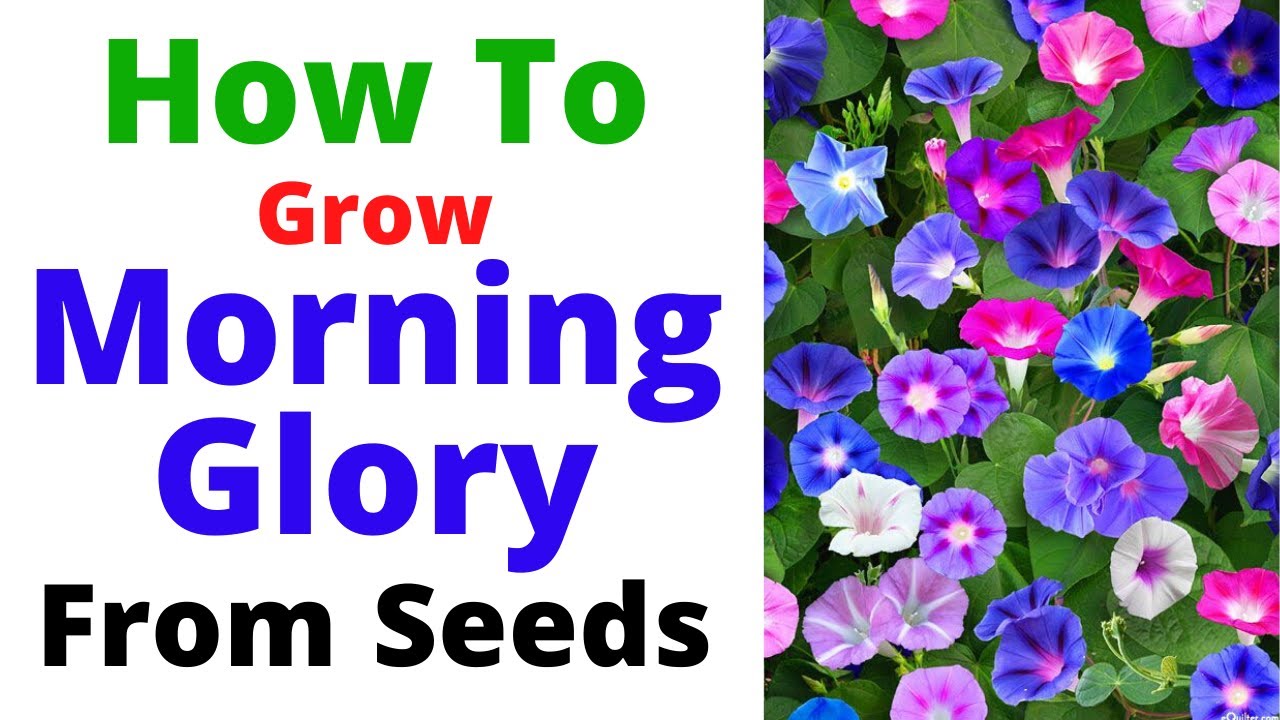 How To Grow Morning Glory Vine From Seeds || Summer Season Flowering Vine