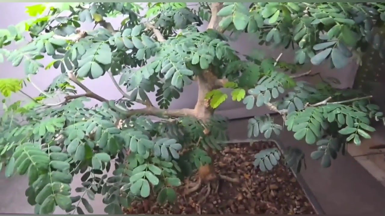 Brazilian Rain Tree Two Year's Progression From Seed
