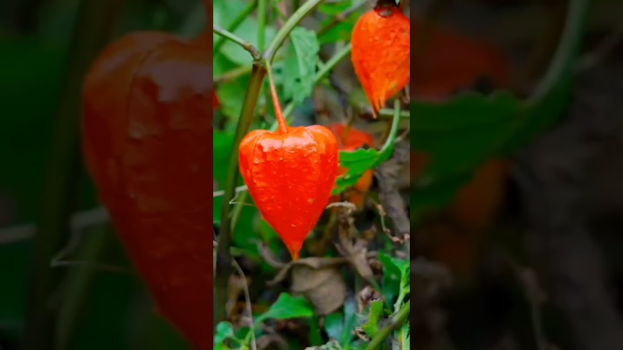 WOW Red  lantern Fruit ( Physalis ) Did You Know ? 