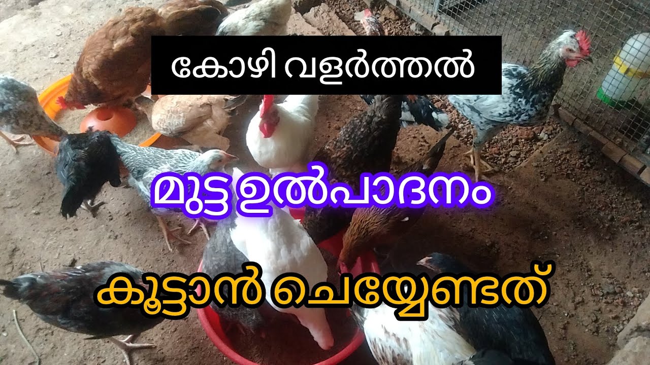 കോഴികളിലെ മുട്ട ഉത്പാദനം /ചെയ്യേണ്ട കാര്യങ്ങൾ #viral vedio #kozhi valarthal #HAMDAN Vlogs