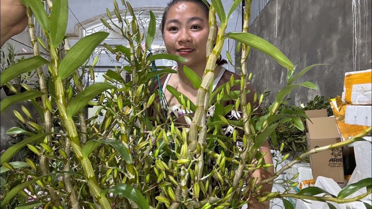 (15/11) EM HUYỀN LAI CH&Acirc;U B&Aacute;N PHONG LAN RỪNG THUẦN 0855402333