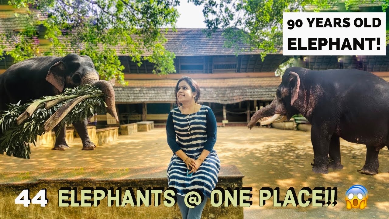 44 Elephants at one place 😲 Anakotta - Punnathurkotta Elephant Camp 🐘 | Guruvayoor Devaswom