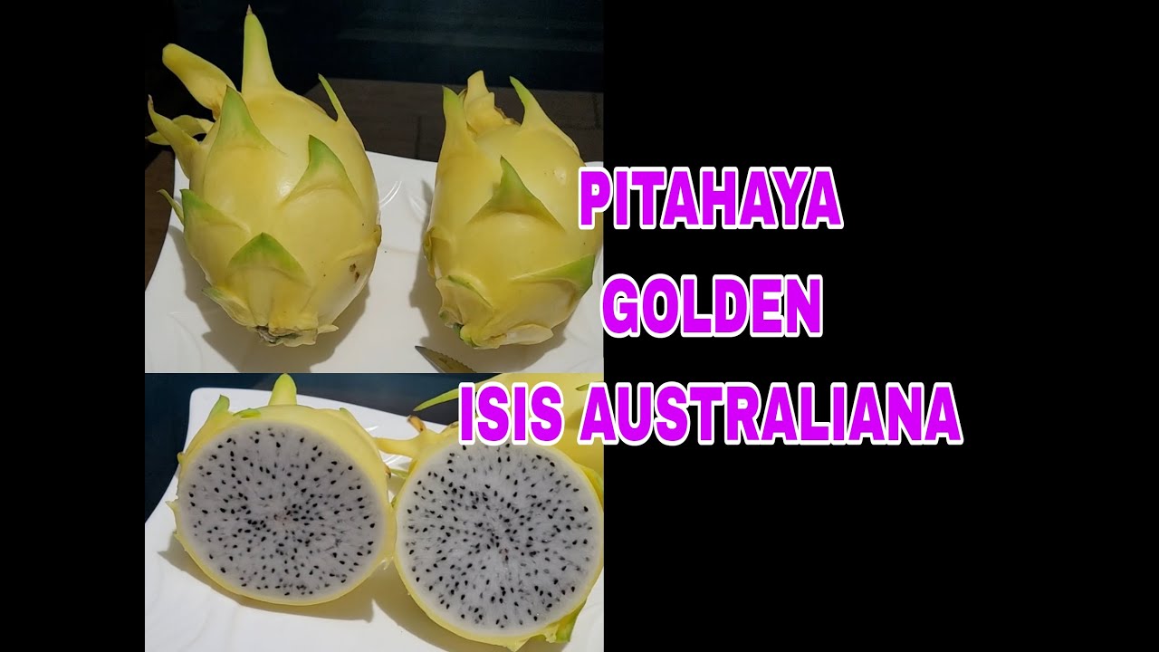 Pitahaya Golden ISIS AUSTRALIANA