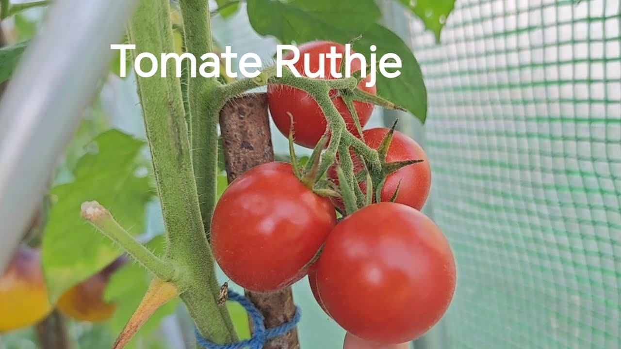 🍅Tomaten Sorten🍅Sorte Ruthje🍅