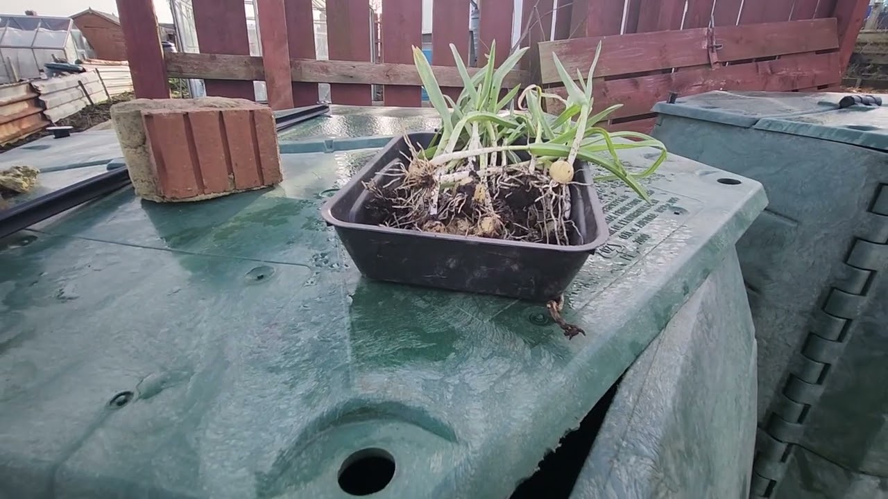 Babington's leek