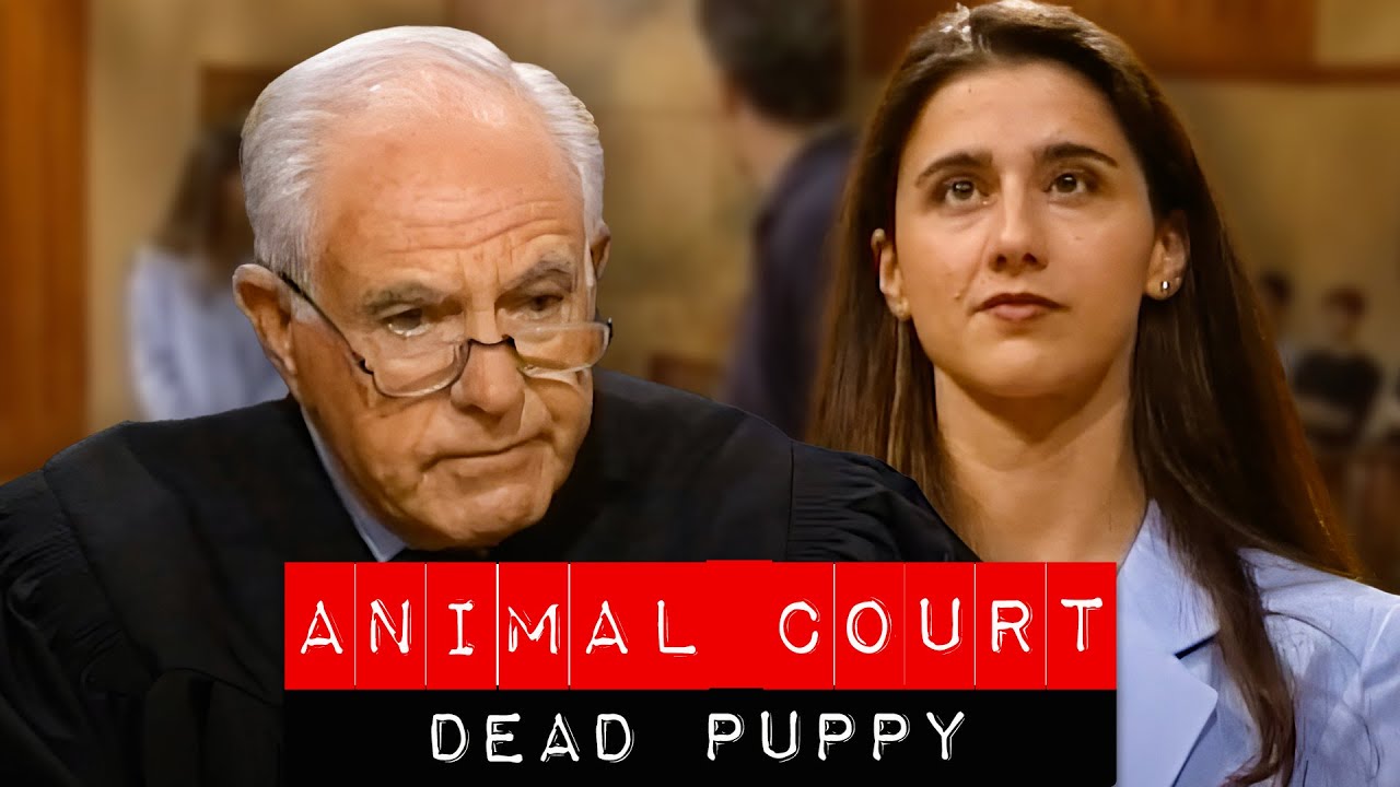 Animal Court: Dead Puppy