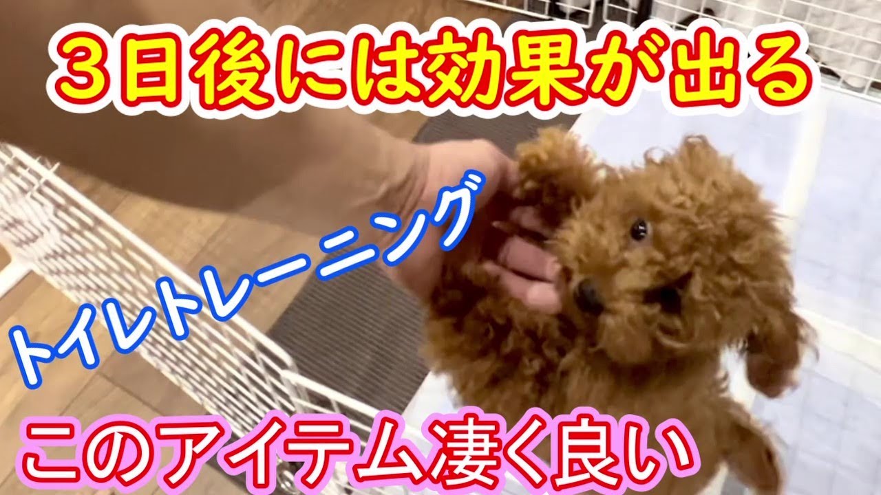 【トイレのしつけ】100均へ急げ！トイレトレーニングのアイテム#犬のいる暮らし #トイプードル #ヨークシャテリア #子犬#子犬のしつけ