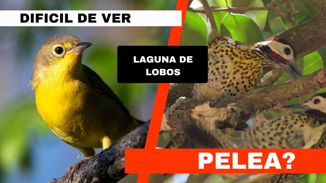 Observando aves en la Laguna de Lobos