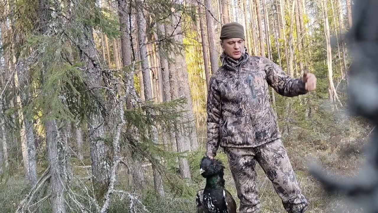 Весенняя охота тетерев, глухарь!