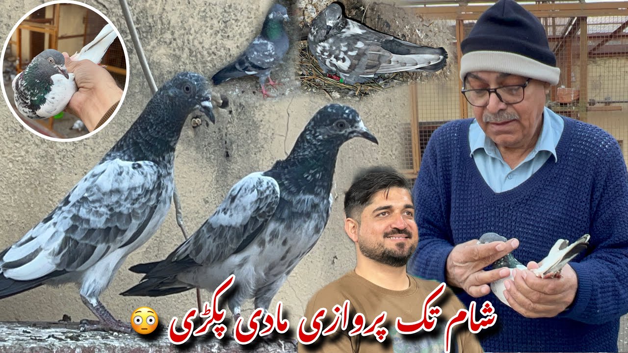 Sham tak parwaz karny wali madi pakri 😍