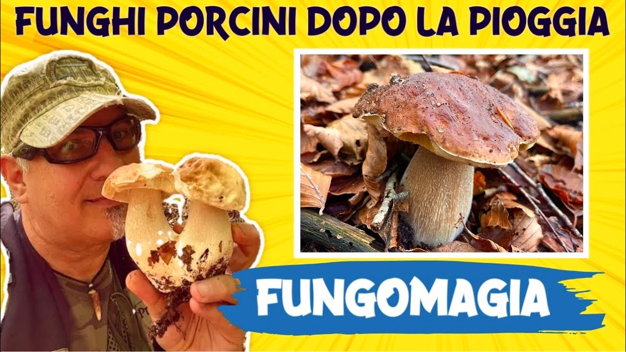 Funghi porcini dopo la pioggia