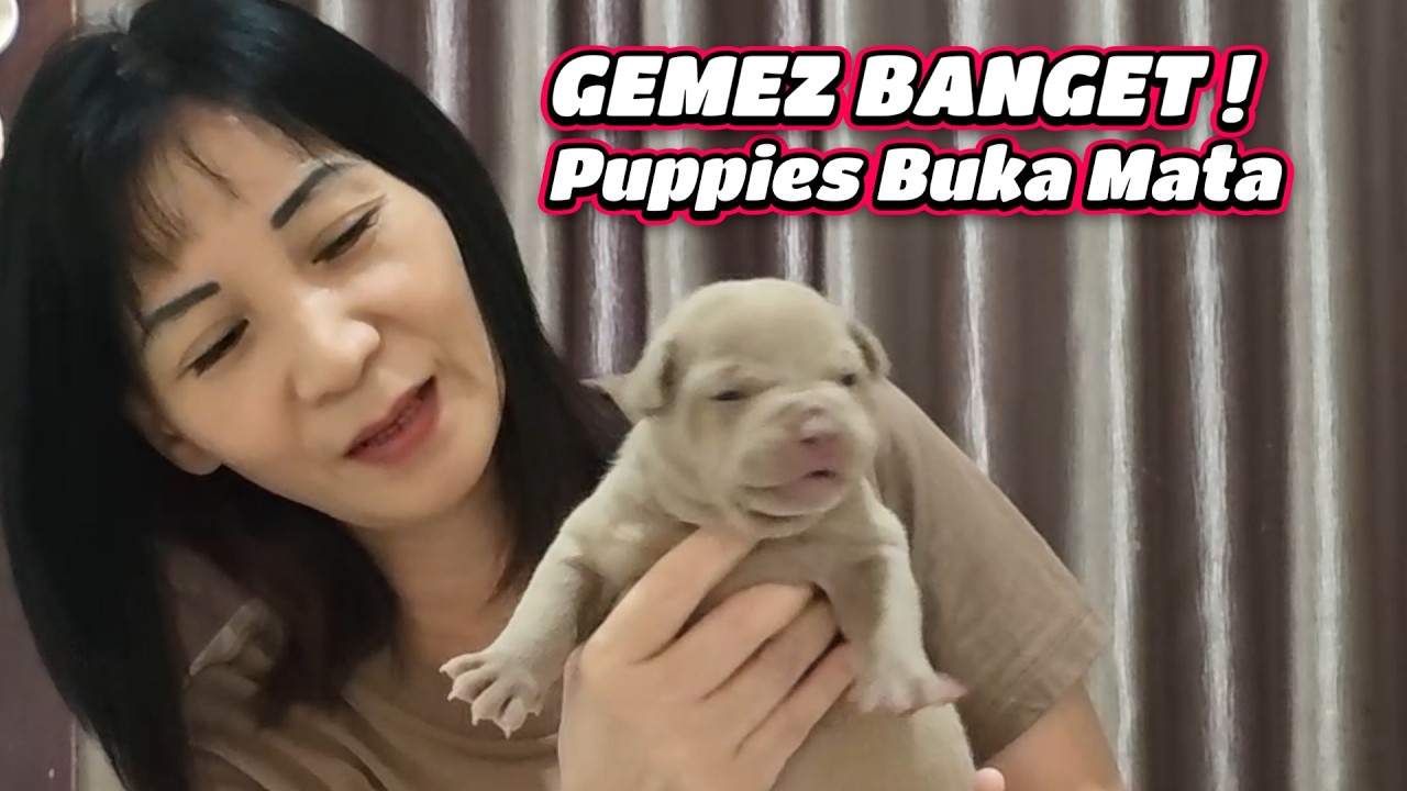 GEMES BANGET ! Akhirnya Puppies Hewie Pertama Kali Buka mata | HEWIE PITBULL #hewiepitbull
