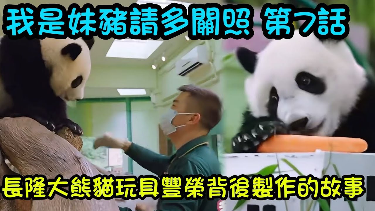 7月25日 妹珠紀錄片第七話：關於妹珠和熊貓村寶寶們玩具豐榮幕後的故事#大熊貓妹珠 #大熊貓萌萌 #babypanda #panda #pandaMeizhu