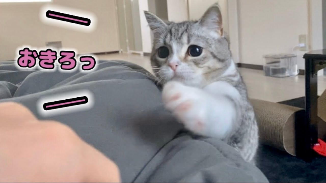 朝ご飯は用意したのに二度寝を許してくれない猫…！