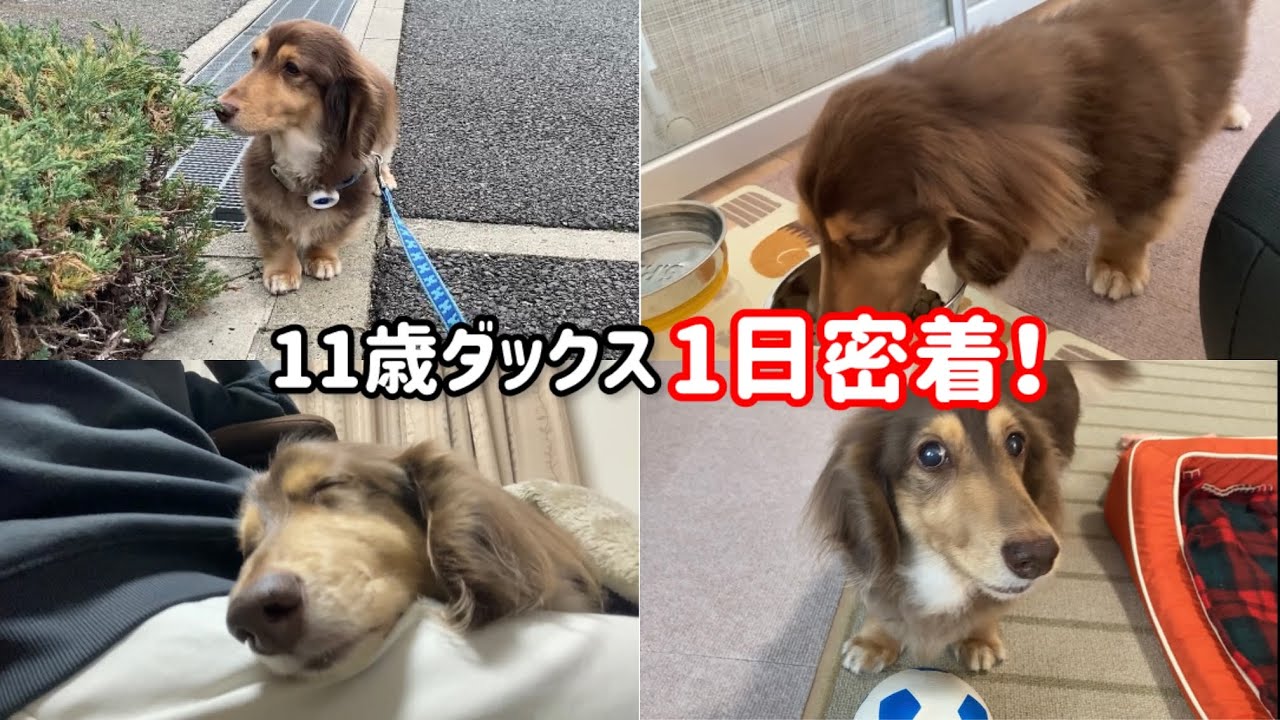 ダックスの1日に密着したら愛おしすぎた