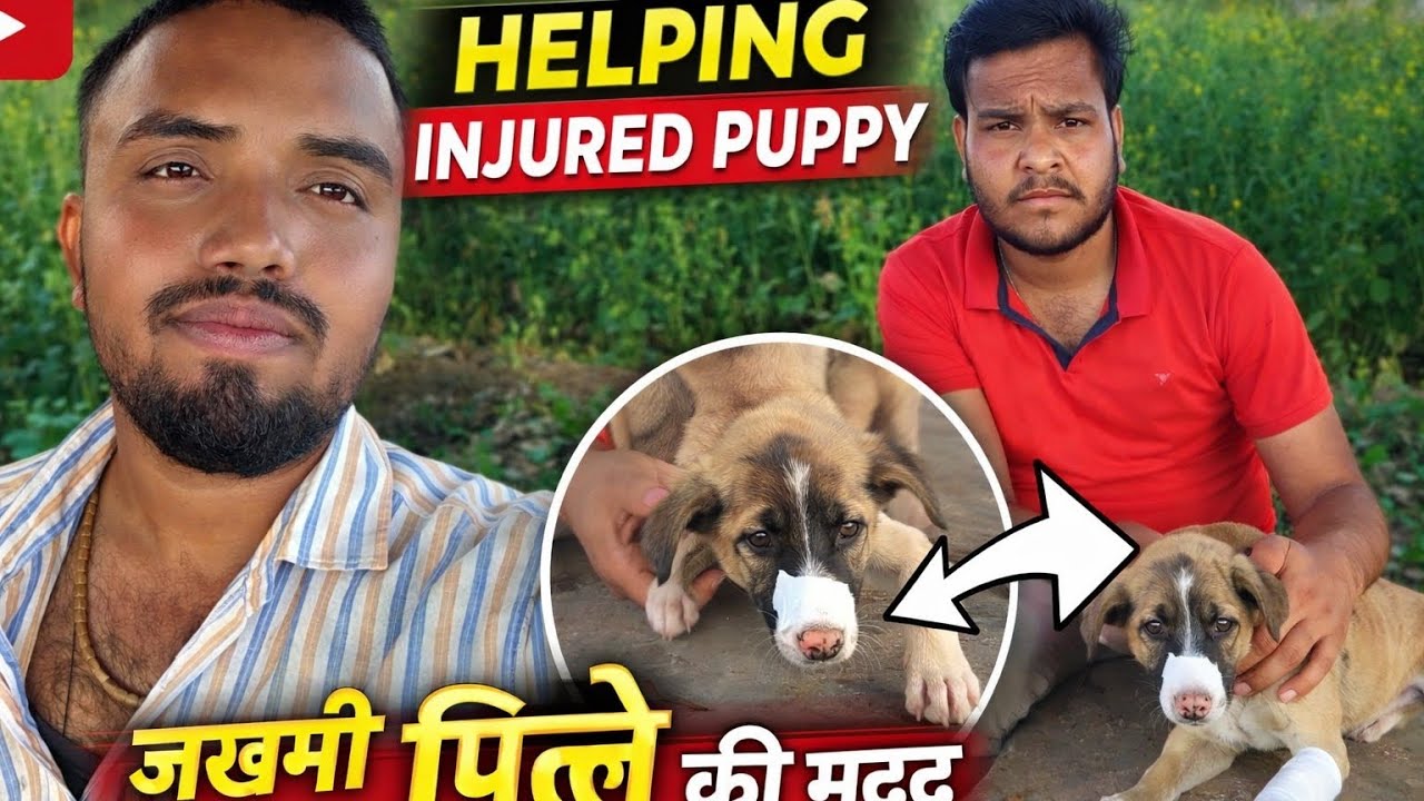 Zakhmi Puppy Ki Madad 🐶❤️ || Helping Injured Puppy || VishalLokX Vlog