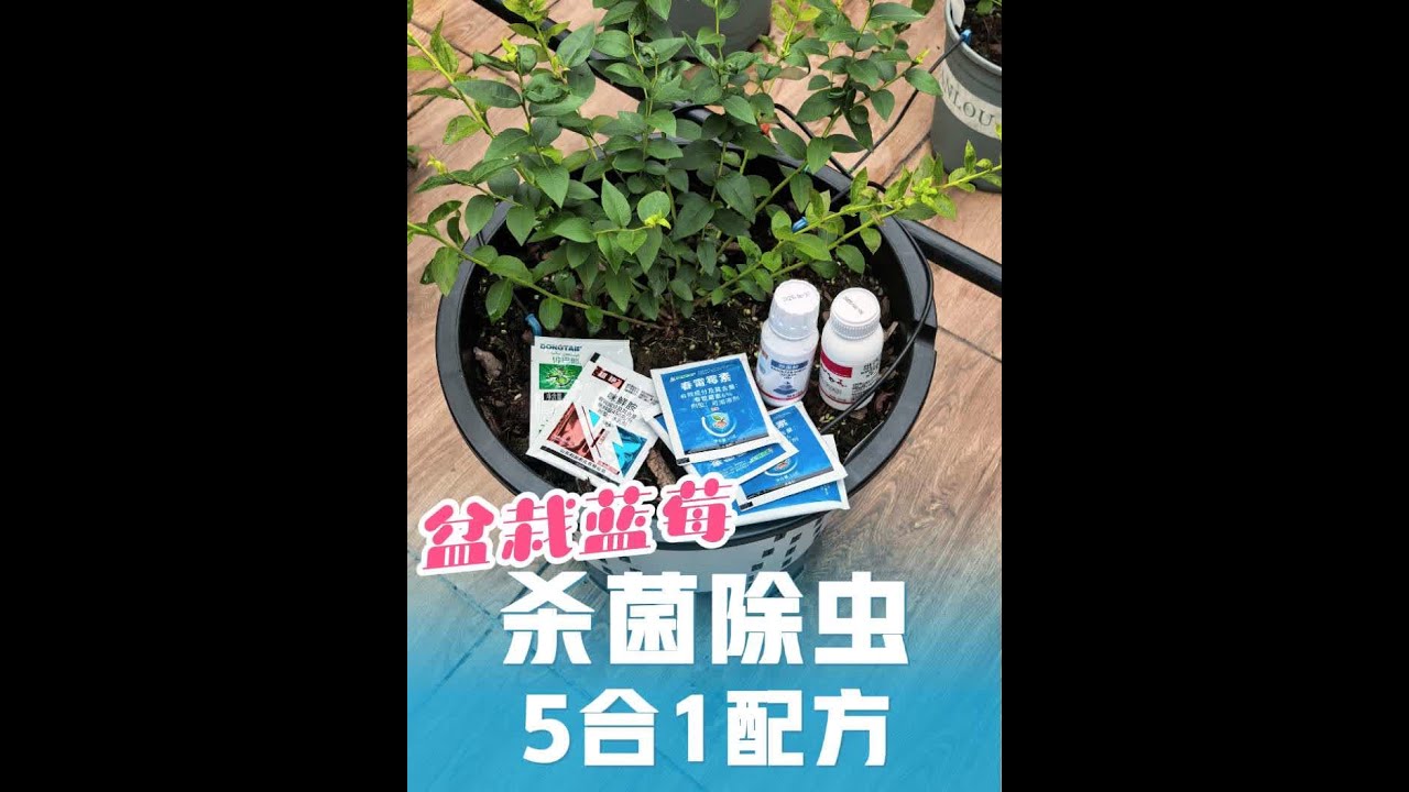 盆栽蓝莓，杀菌除虫去蓟马，配方5个1，不伤叶片 #盆栽蓝莓 #蓝莓打药 #蓝莓病虫害 #蓝莓盆栽 #蓝莓种植