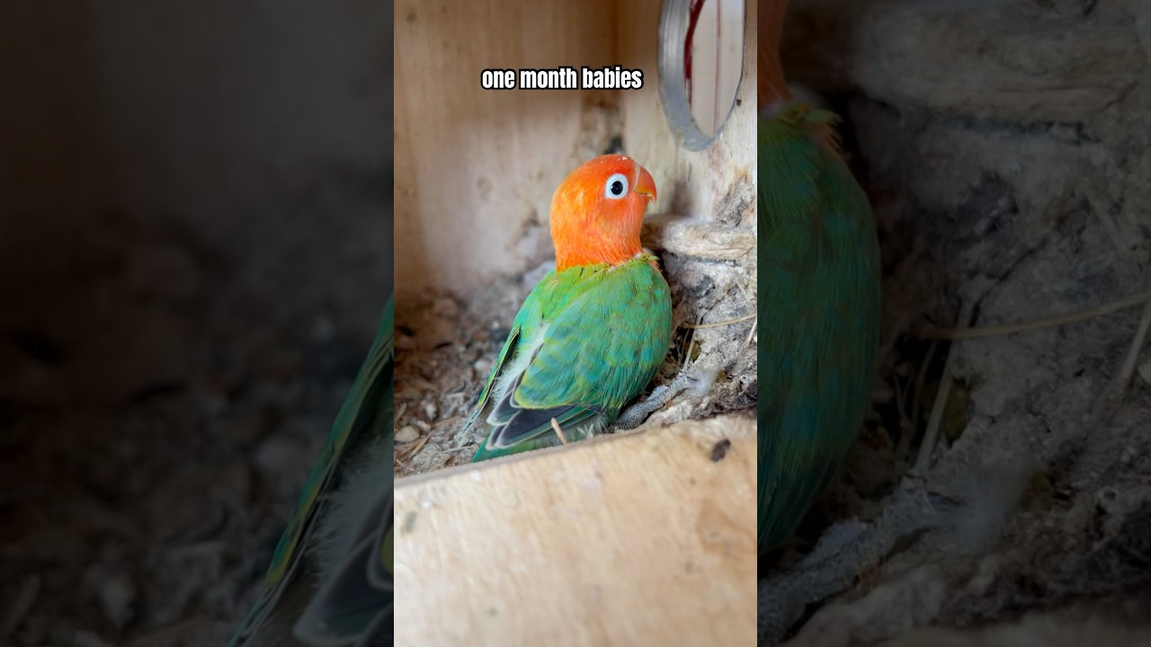 Love birds breeding | one month love bird babies #nature #birds #lovebirds #birdslover ##parrot