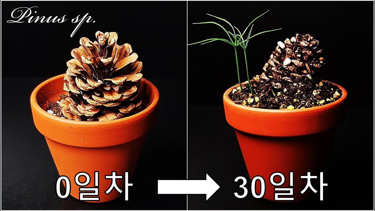 솔방울로 소나무를 키우는 방법｜솔방울 발아시키기｜소나무 키우기｜솔방울 분재｜솔방울 키우기｜How to grow #39 Pine cone