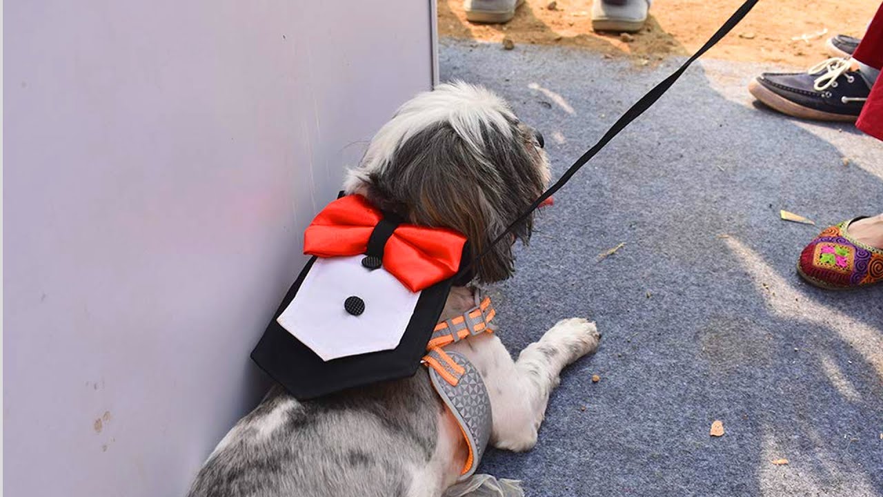 Top 5 Best Dog Muzzles Review in 2023 - Perfect Models for Any Budget