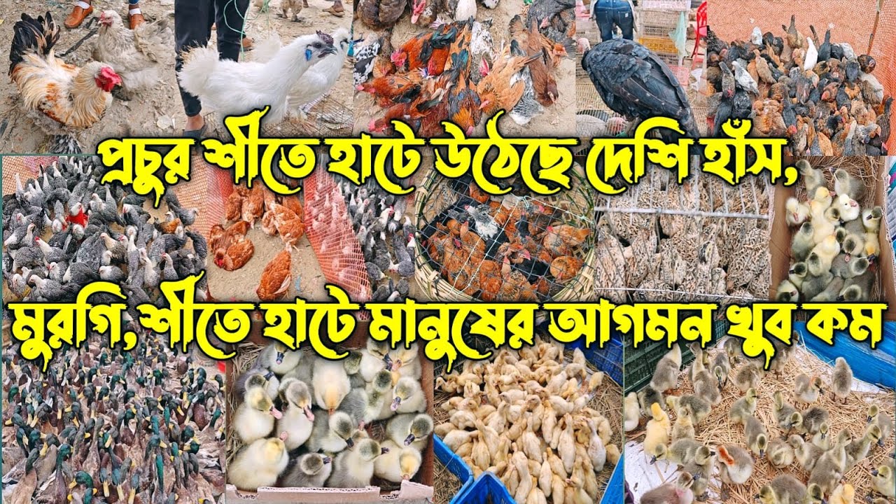 আজ শনিবার ২৭/১২/২৫ বছরের শেষহাট।প্রচুর শীতে হাটে উঠেছে দেশিহাঁস, মুরগি,শীতে হাটে মানুষের আগমন খুব কম
