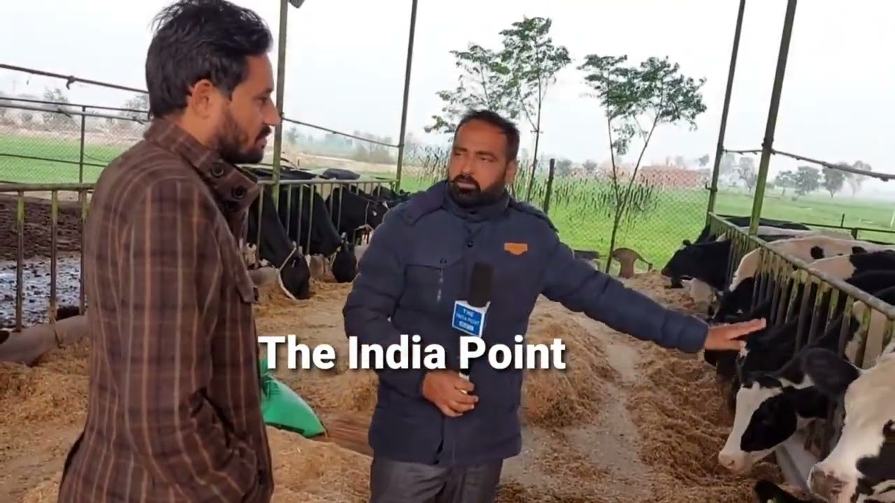 Modran Dairy Farm in Punjab| पंजाब का सुपर गाय फार्म|Dabwali mandi|Khanna mandi|Super cow's