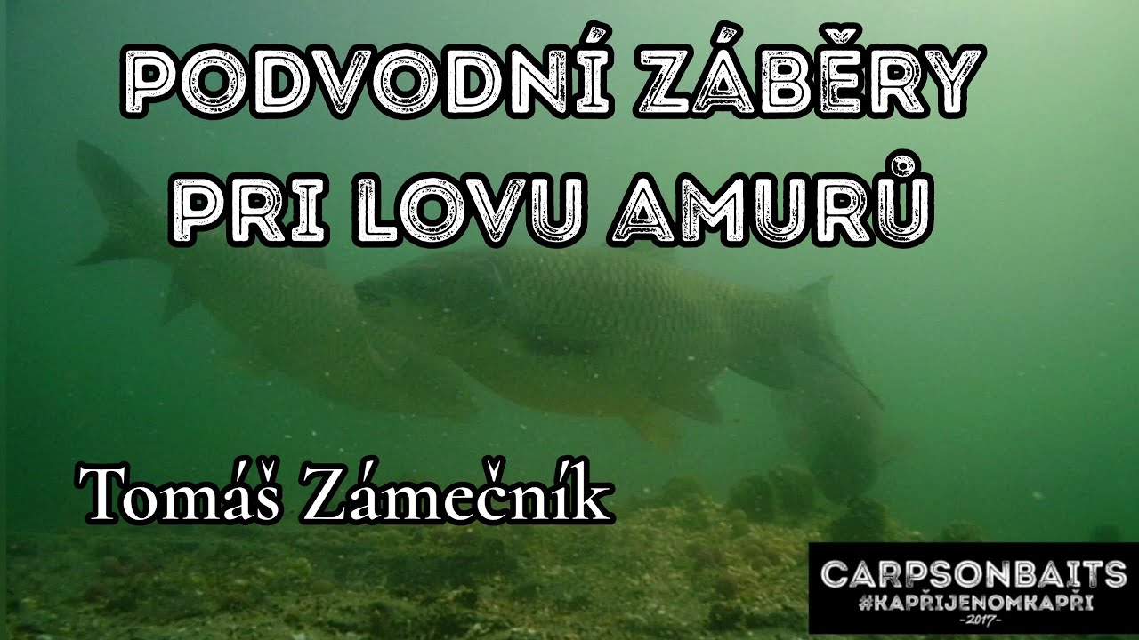 Podvodní záběry pri lovu amurů.