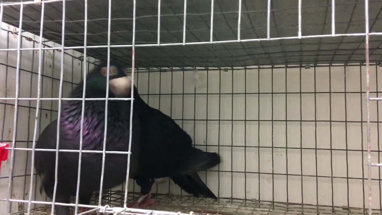 Laudinos negros