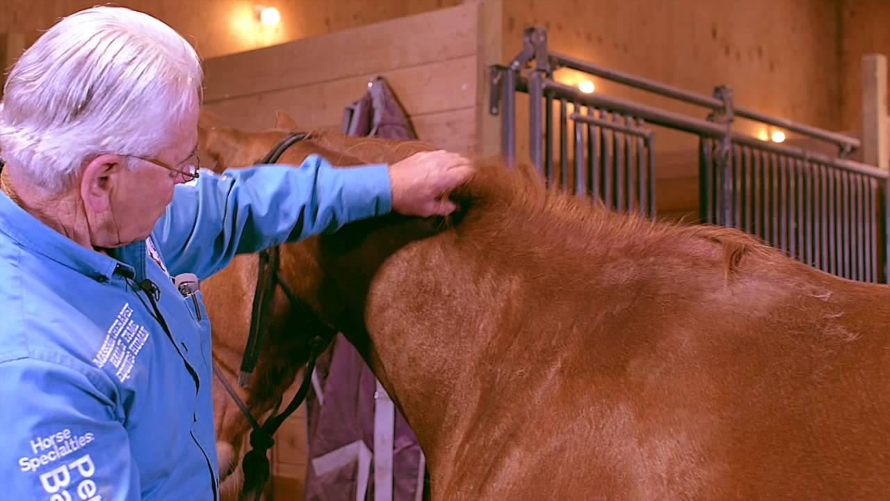 Equine Massage - 1st Neck Meridian Line