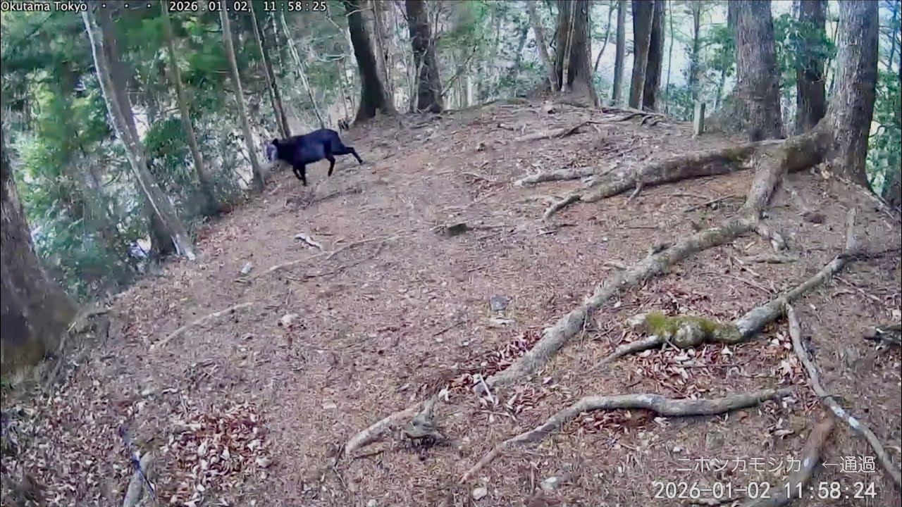 　奥多摩 夜の動物観察 2026年1月まとめ