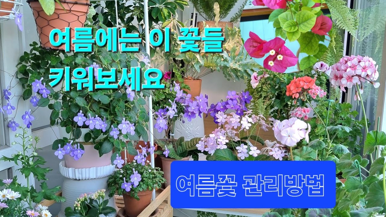 여름 베란다정원에서 키우기 좋은 꽃 식물들 쉬운관리방법 /로벨리아/버베나/목마가렛/부겐베리아