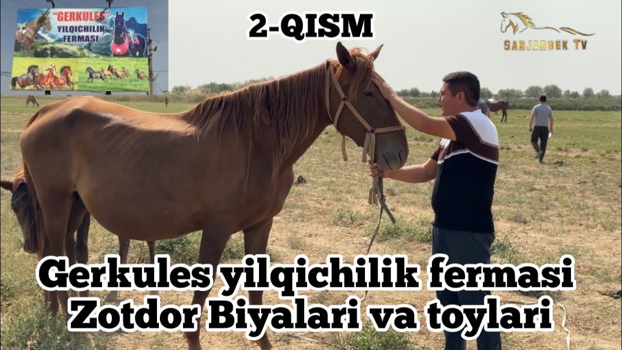 2-QISM, GERKULES YILQICHILIK FERMASI BIYALARI VA TOYLARI. +998 94-092-49-72.