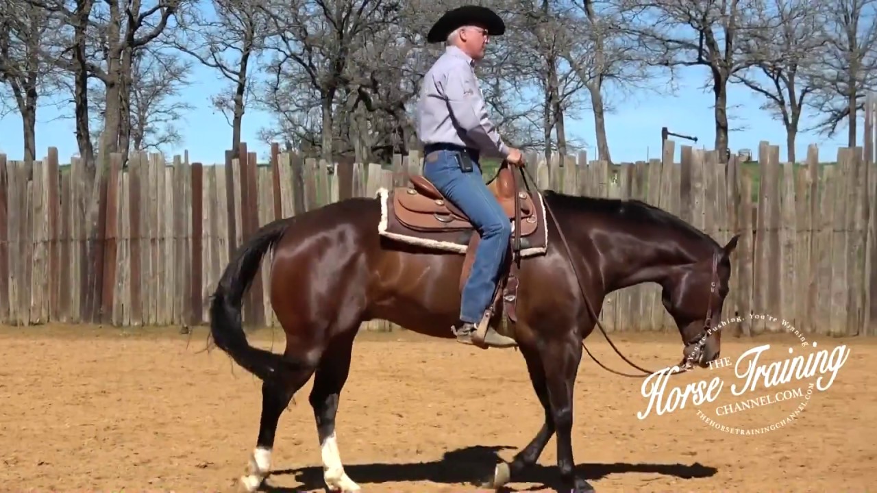 The Brutal Truth Why You Are Having Trouble With Your Show Horse & How To Change It