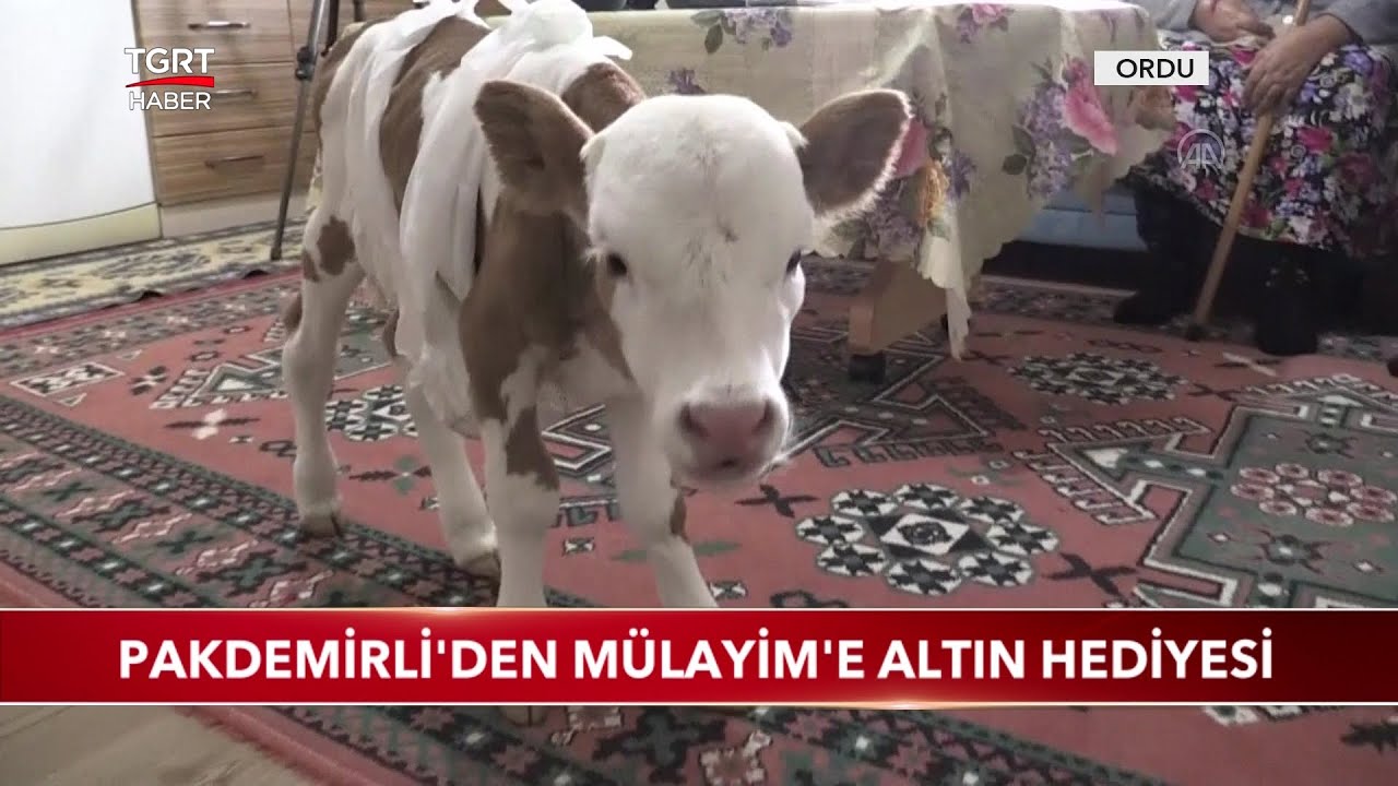 Erken Doğan Buzağıya Bebek Gibi Bakıyorlar