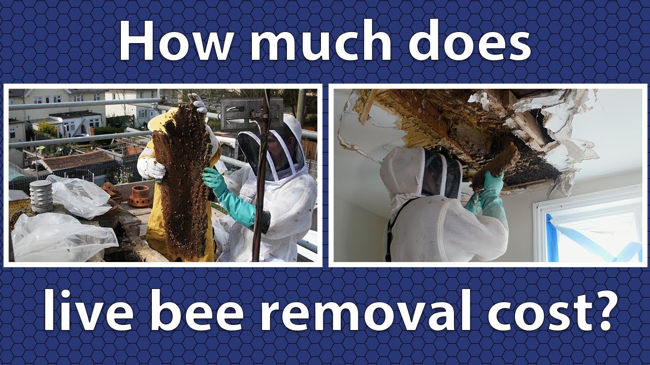 How much does live bee removal cost?