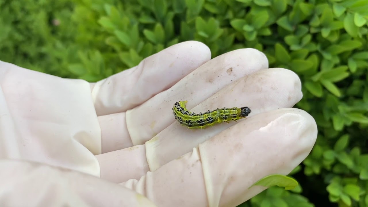 Guide to Removing Box Tree Caterpillars
