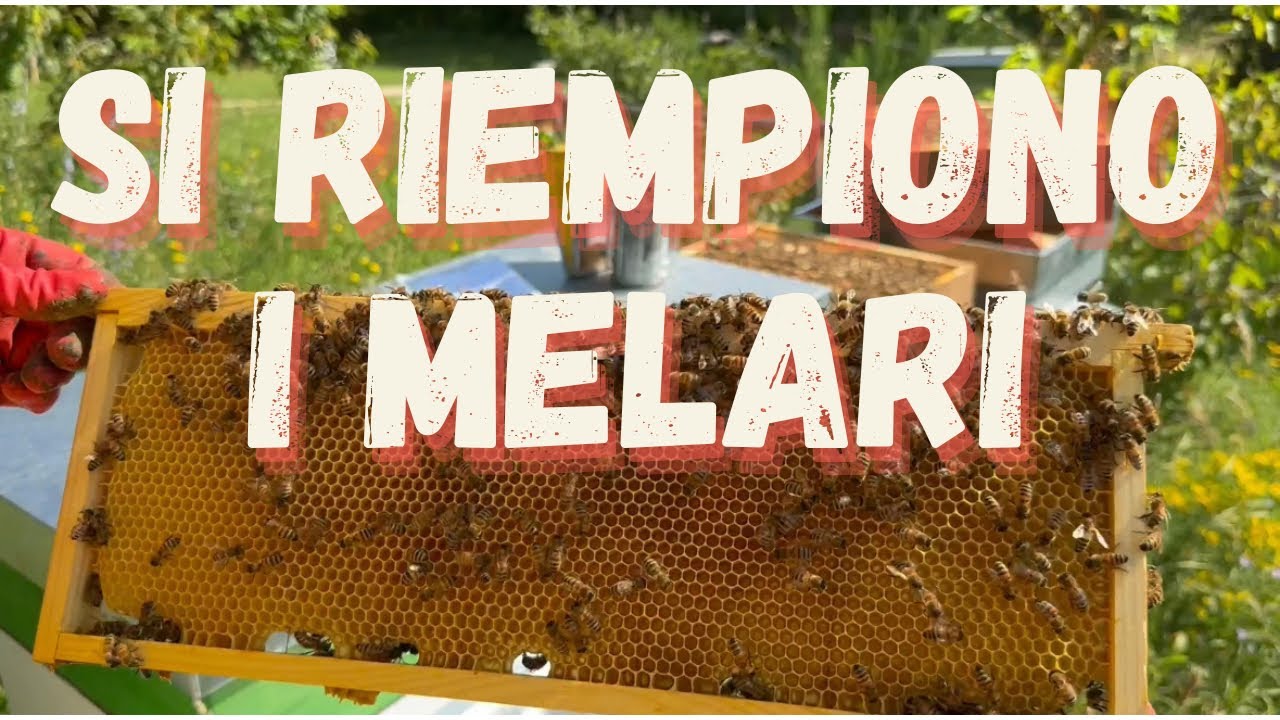 Apicoltura: Si riempiono i melari 🍯