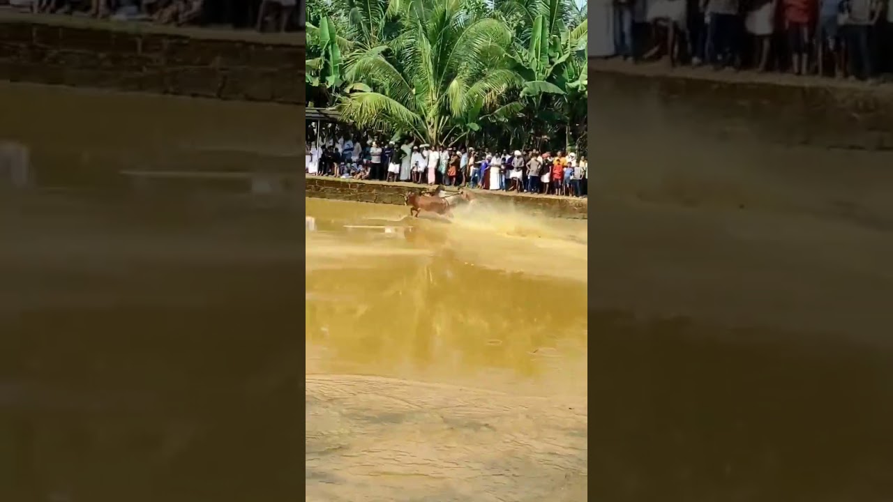 viral kambala bull race 🤯 #shorts #animals #india #kambala #bull #animalrace