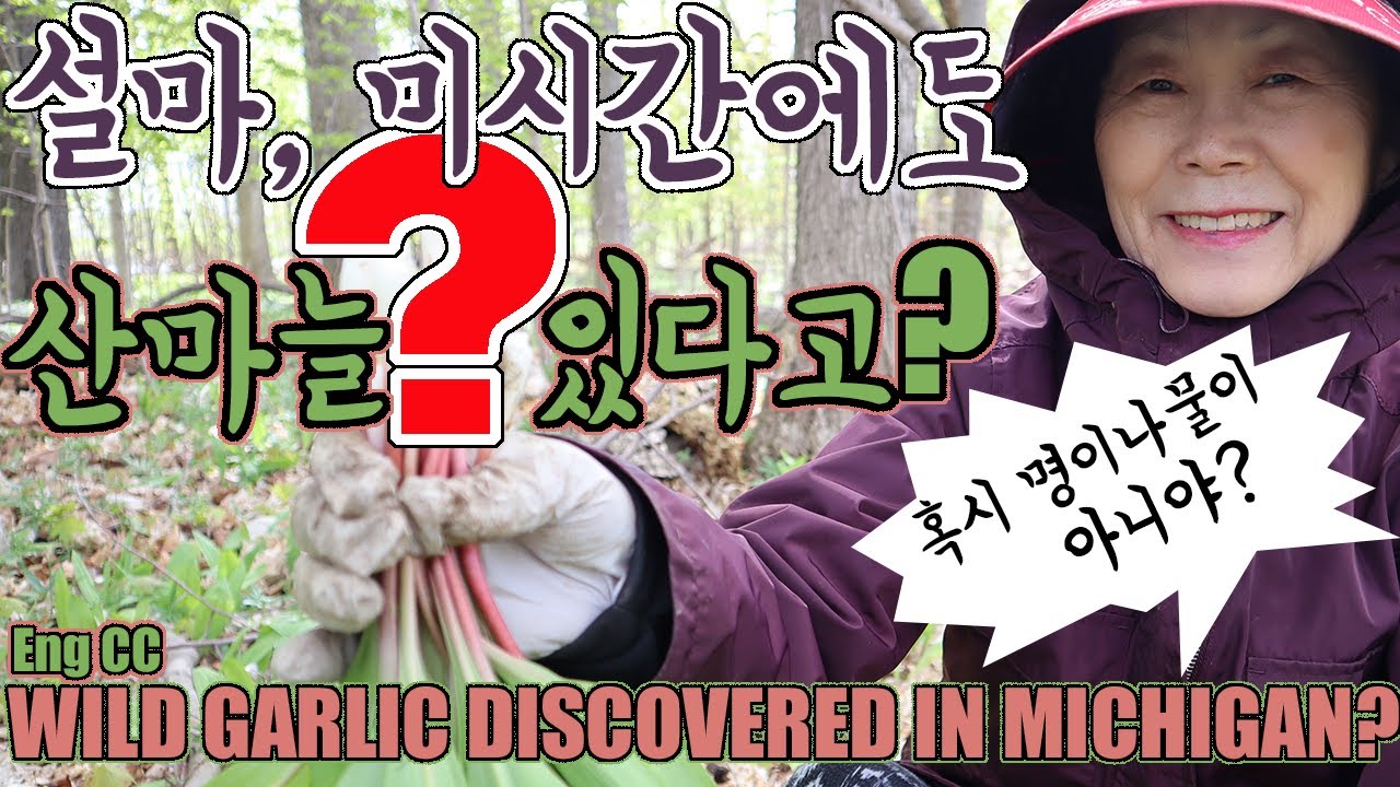 설마, 미국에도 산마늘이 있다고?  Wild Garlic Found in Michigan?
