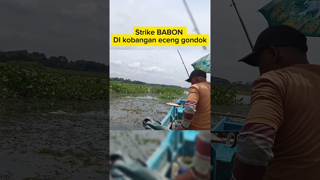 STRIKE BABON DI KOBANGAN ECENGGONDOK#mancing #mancingikannilaliar #fishing #nilamonster #nilem #nila