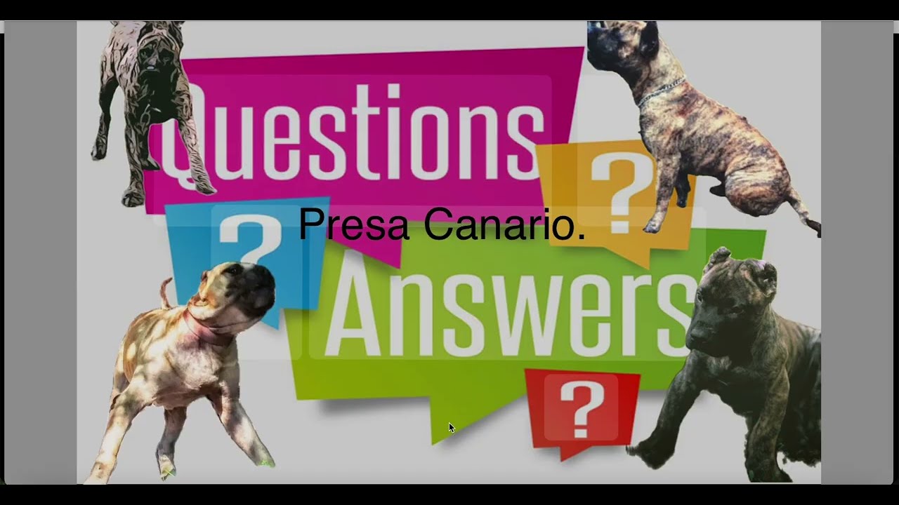 Presa Canario Q&A