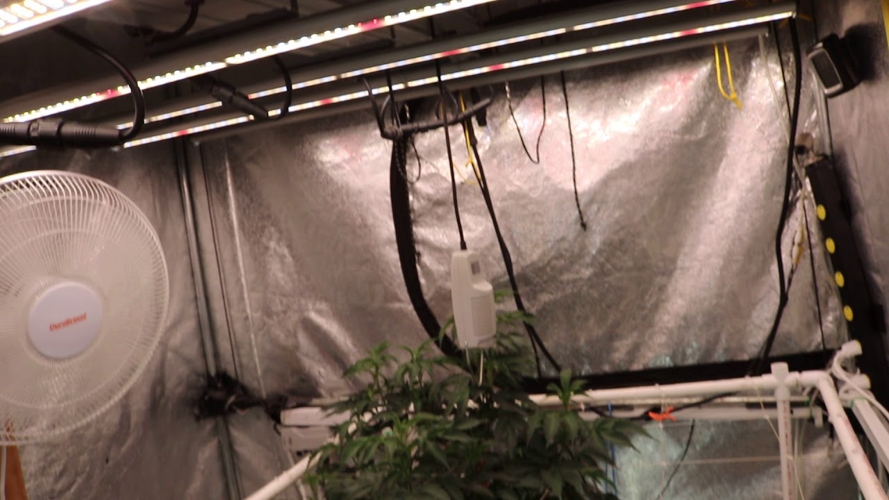 GROW 18 ( 3 weeks in #7's )FEROCIOUS,REMONUTRIENTS,FISHSHIT,TERPENEZ,FLUENCELED,