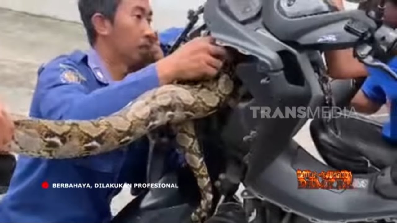 Piton 4 Meter Dalam Motor | UJUNG-UJUNGNYA DAMKAR (18/08/25)