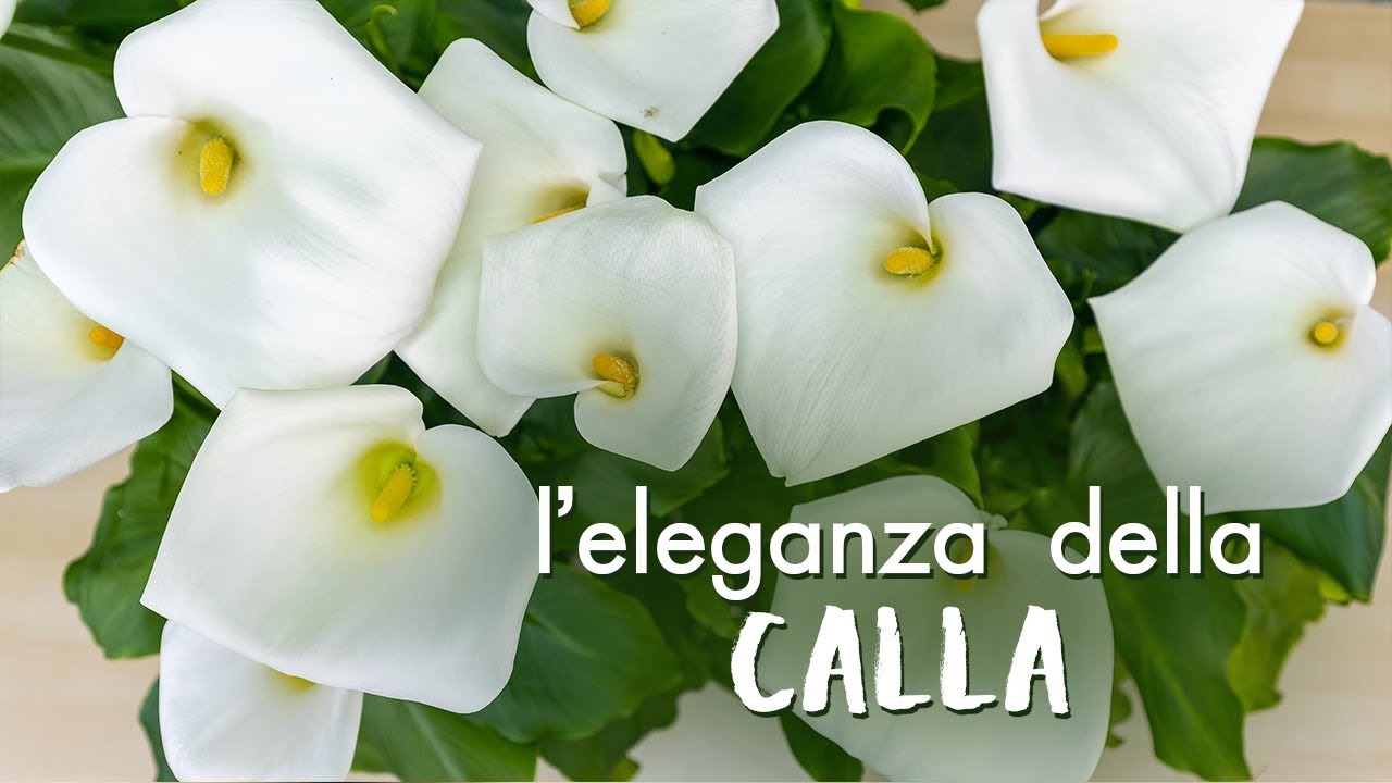 Zantedeschia aethiopica, come prendersi cura della meravigliosa Calla!